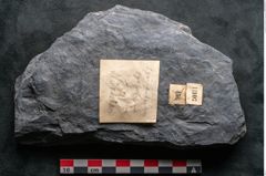 Foto (Detailansicht) von Syringodendron cyclostigma Brongniart (NHMW-GEO-2024-0188-11107)